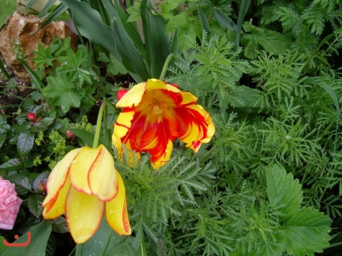20090517_Gildewochenende_PICT0112