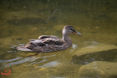 20160730_SoLa2016_Waidhofen_PICT075